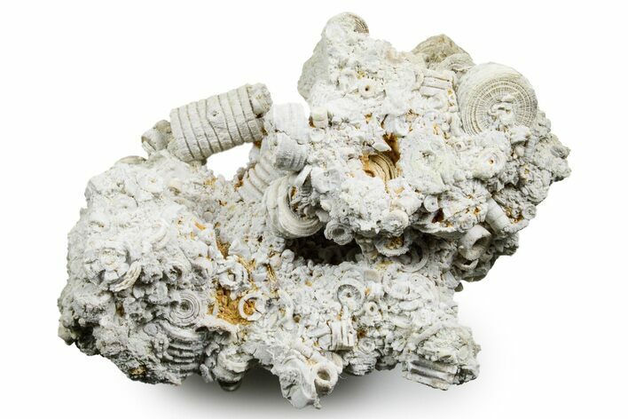Mississippian Fossil Crinoid Stem Cluster - Kentucky #358692